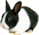 Easter Bunny