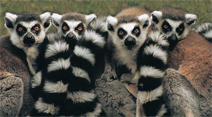 The Yesterday's World and Drusillas Park Seniors' Trip - ideal for Mystery Tour organisers!