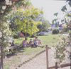 The garden in Summer